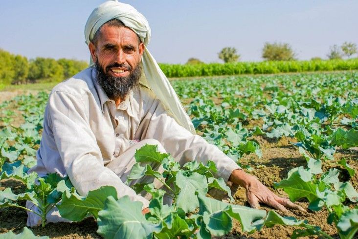 An Afghan farmer smiling as he grows USAID-sponsored wheat