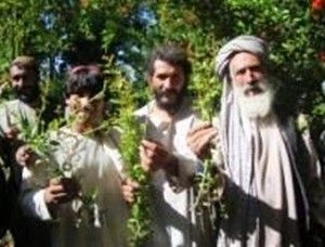 Farmers show pomegranate boughs cleaned of aphids as a result of the USAID/AVIPA Plus Integrated Pest Management program. The program trained workers to spray an ecologically friendly solution made from locally available materials on the lush orchards of
