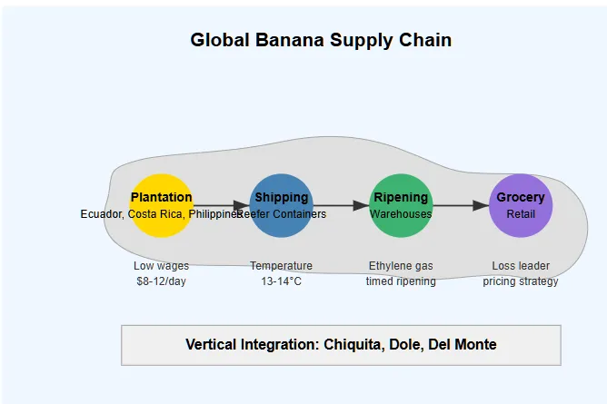 Diagram showing the global banana supply chain from plantation to grocery store. Four connected circles represent: plantations in Ecuador/Costa Rica/Philippines with $8-12/day wages, shipping in temperature-controlled containers at 13-14°C, ripening warehouses using ethylene gas, and grocery retail using loss leader pricing. A banner shows Chiquita, Dole, and Del Monte controlling the entire process. Copyright - Prime Rogue Inc - 2025