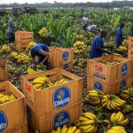 an image depicting Why Are Bananas So Cheap? The Economic & Geopolitical Forces Keeping Them the Cheapest Fruit on Earth