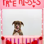 Wilco the Dog, Chief Morale Officer in Training of Prime Rogue Inc, at a Valentine's Day Photo Shoot at the Westland Veterinary Clinic