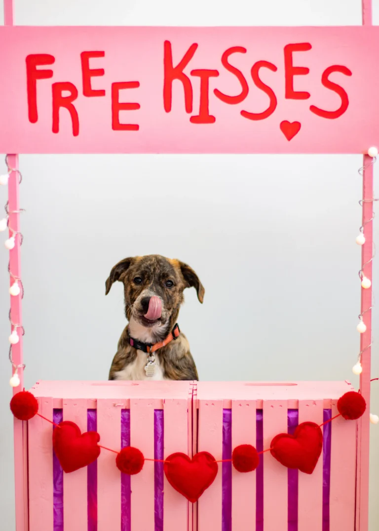 Wilco the Dog, Chief Morale Officer in Training of Prime Rogue Inc, at a Valentine's Day Photo Shoot at the Westland Veterinary Clinic