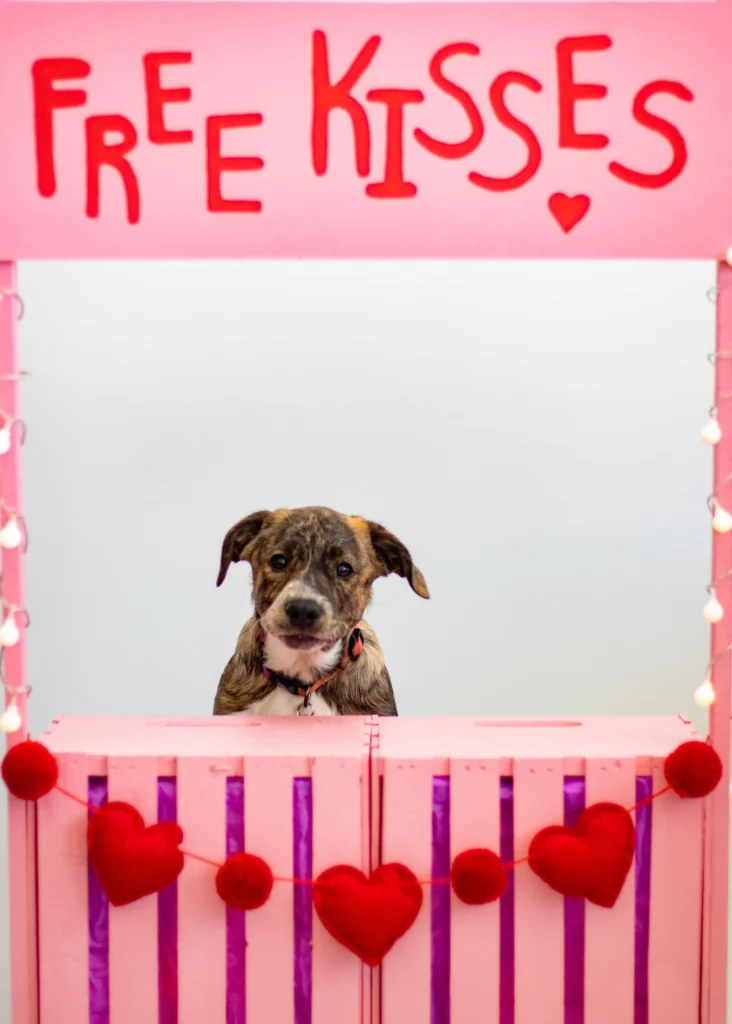 Wilco the Dog in a "free kisses" booth at age four months. 
