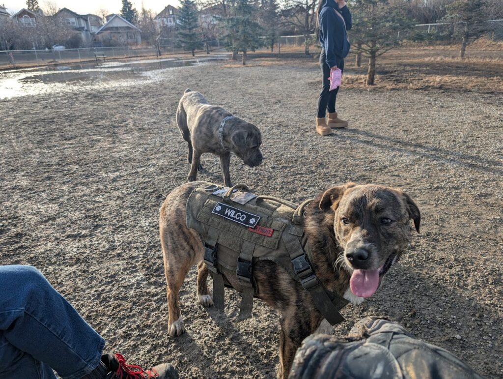 A photo of Wilco the Dog, Chief Morale Officer of Prime Rogue Inc, at the dog park. Wilco is in the foreground and is a brindled mixed breed dog wearing a tactical vest. Her best friend, a 120 lbs Cane Corse named Midge, is in the background. The setting is the Killarney off-leash dog park in Calgary, AB