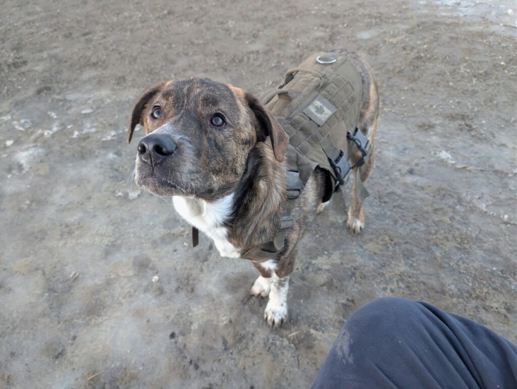 Wilco the dog, a brindled menace, Chief Morale Officer of Prime Rogue Inc, approves this message.