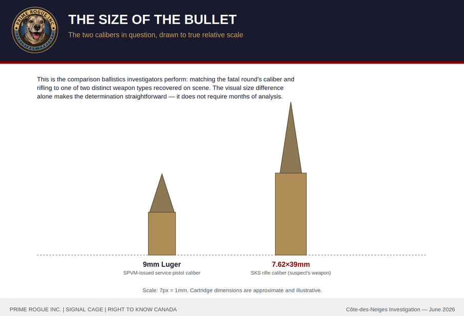 Illustrative scale diagram titled "The Size of the Bullet" comparing two cartridge silhouettes drawn to relative scale: a 9mm Luger cartridge, labeled as the SPVM-issued service pistol caliber, and a visibly larger 7.62×39mm cartridge, labeled as the SKS rifle caliber used by the suspect. A caption notes the comparison illustrates the kind of ballistics determination investigators perform and that the visual size difference alone makes such a determination straightforward.